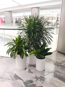 热选！江北盆景出租公司，满足多样需求